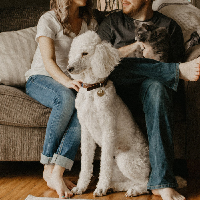 3 Tips for Keeping Your Dog Happy Indoors