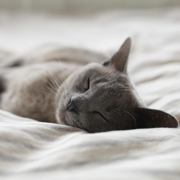 Sleep Well, Live Well: How Your Mattress and Bedding Impact Healthy Sleep