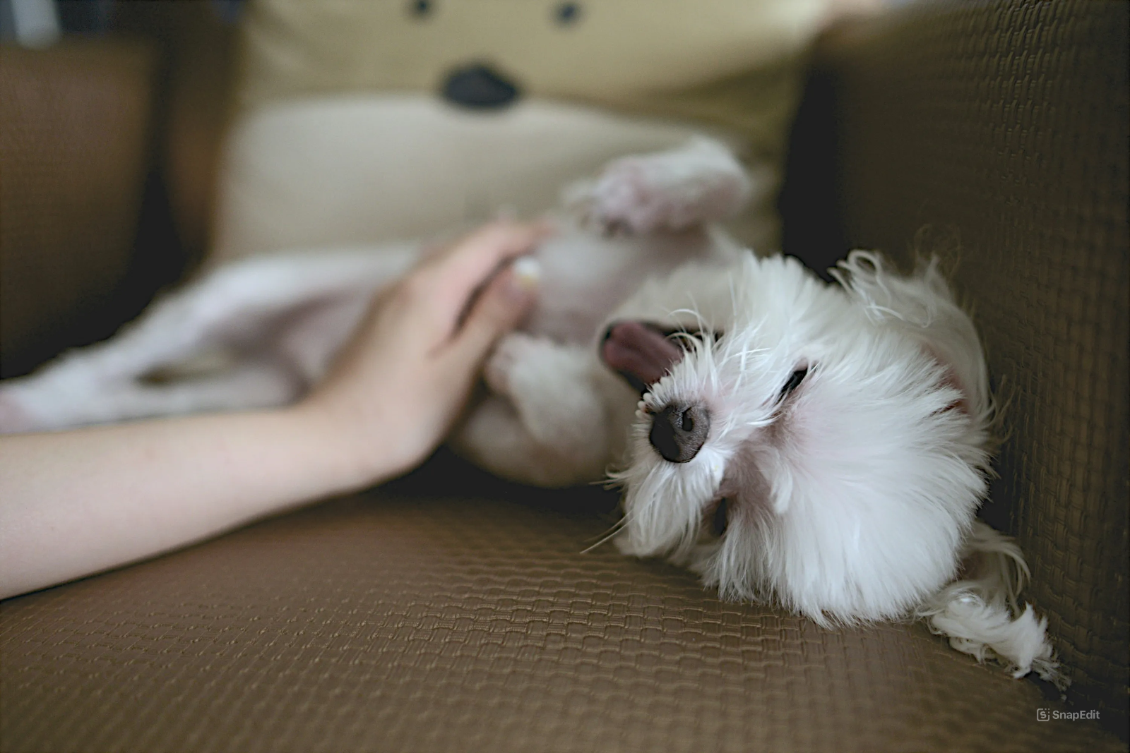 Pet Damage to Your Sofa? Tips for Keeping It in Top Shape