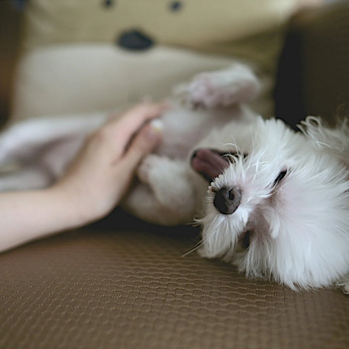 Pet Damage to Your Sofa? Tips for Keeping It in Top Shape